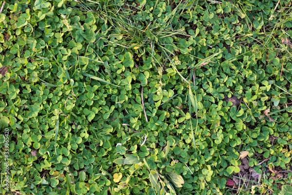 Obraz Emerald green clover lawn. Top view