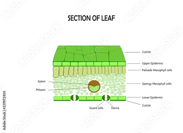 Obraz Cross section of leaf , diagram of structure