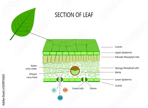 Obraz Leaf anatomy, cross section of leaf diagram