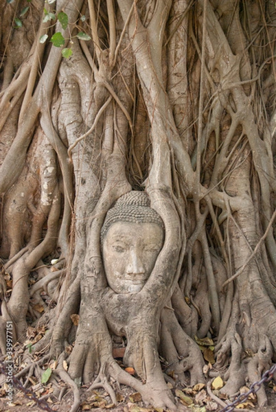 Obraz アユタヤの木の根の仏像の首：タイの旅先の風景