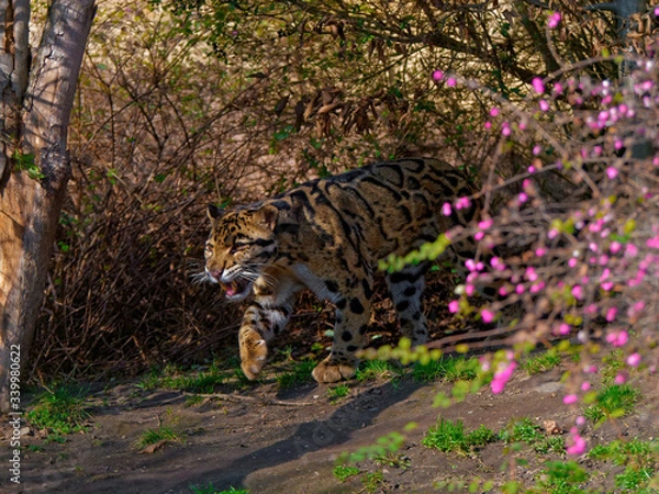 Fototapeta The clouded leopard, Neofelis nebulosa, is a wild cat occurring from the Himalayan foothills through mainland Southeast Asia into southern China.