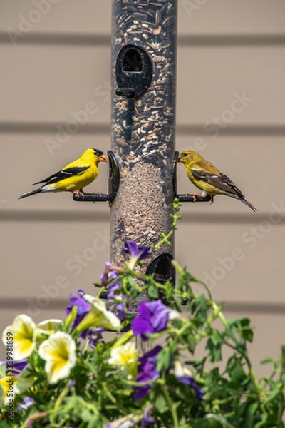 Fototapeta Finches feeding on backyard feeder with flowers