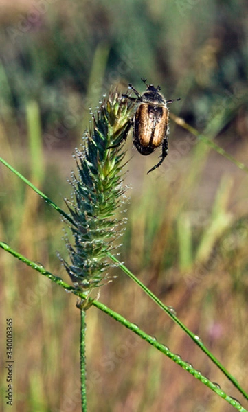 Obraz may bug on the grass