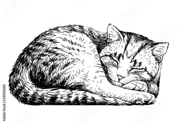 Fototapeta Cat. Wall sticker. Sketch, artistic, realistic portrait of a cute sleeping cat on a white background.