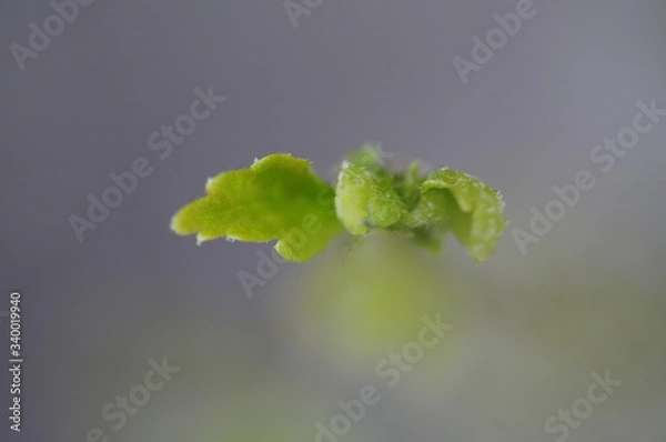 Fototapeta Wiesenbodenmakro