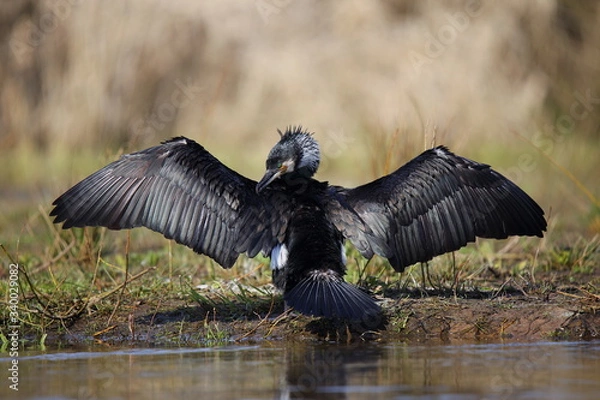 Fototapeta 
Cormorant when drying the wings