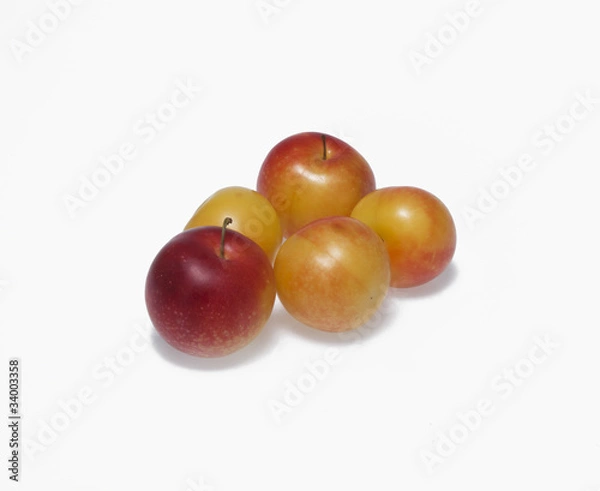 Obraz plum