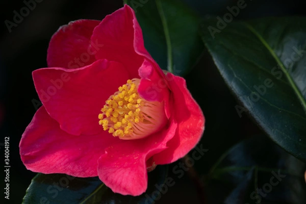 Obraz Camellia
