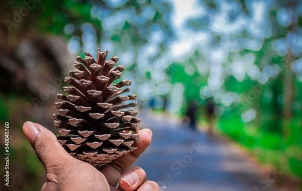 Fototapeta A dry pine tree cone on hand with colorful blur background in the morning