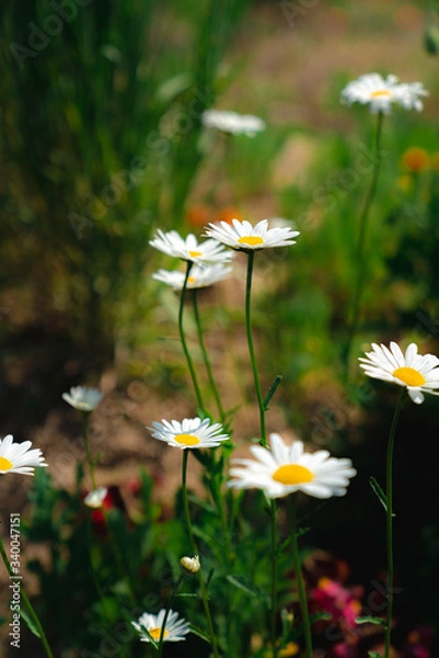 Obraz 구절초, 데이지