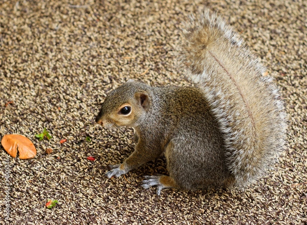 Obraz Little Squirrel