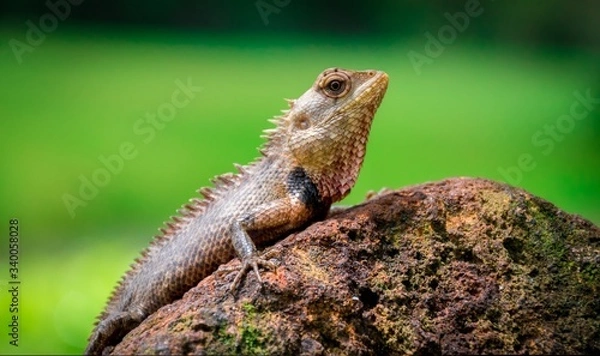 Fototapeta A monster lizard on a rock in the sunny day portrait.Very sharp skin and scary eye