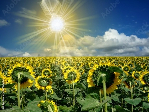 Obraz sunflower field