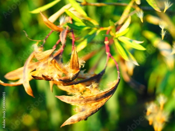 Obraz Finto tropicale