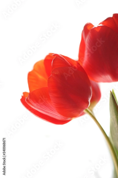 Fototapeta Red tulips on white background
