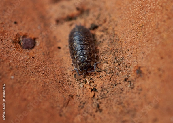 Fototapeta A close-up view of a Woodlouse (Trachelipus rathkii) crawling on a grimy red brick.