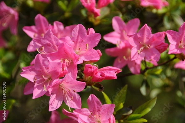 Fototapeta ツツジ　鹿児島県出水市