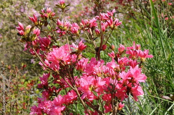 Fototapeta つつじ　鹿児島県出水市