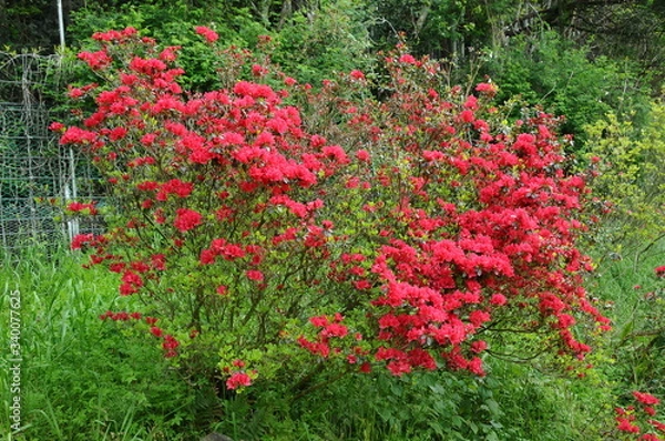 Fototapeta つつじ　鹿児島県出水市