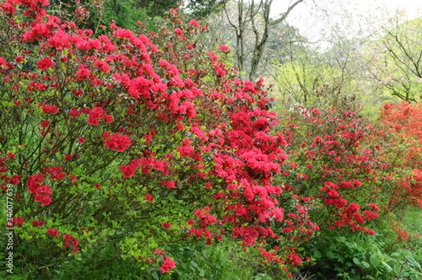 Fototapeta つつじ　鹿児島県出水市