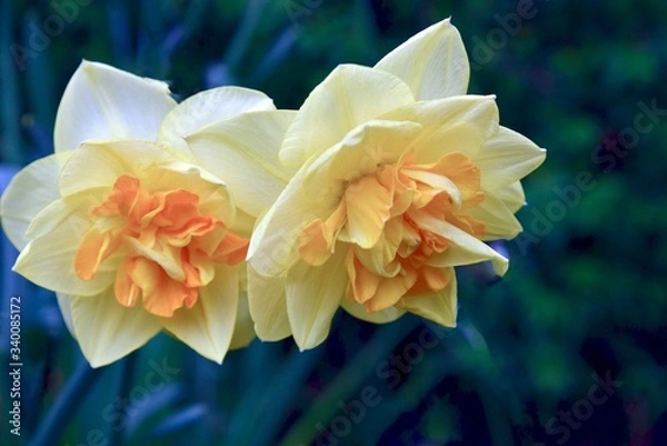 Fototapeta two daffodils