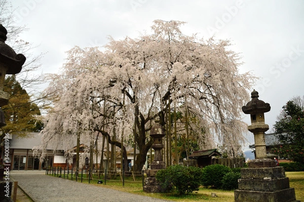Fototapeta 足羽神社のしだれ桜