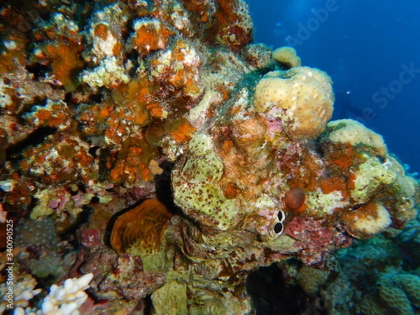 Fototapeta Coral reef ecosystem