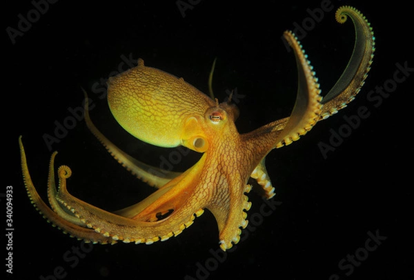 Obraz Coconut octopus in jump