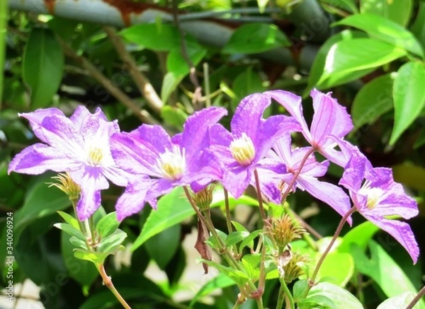 Fototapeta 日本の田舎の風景　6月　花　クレマチス