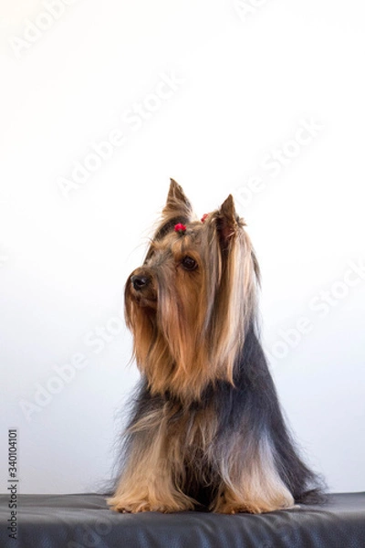 Obraz perrito Yorkie