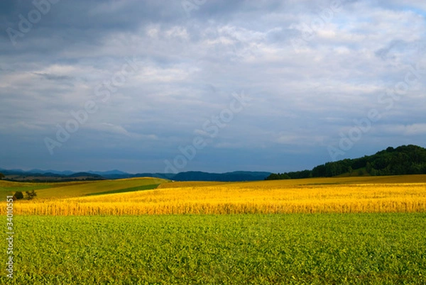 Obraz Getreidefeld und Himmel