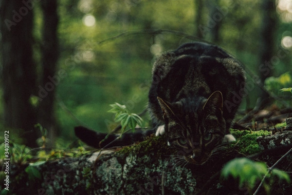 Obraz Tiny Cat Perches in woods 