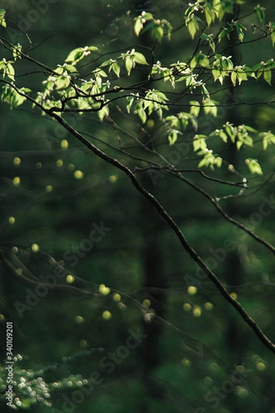 Fototapeta Danity Maple leaves 