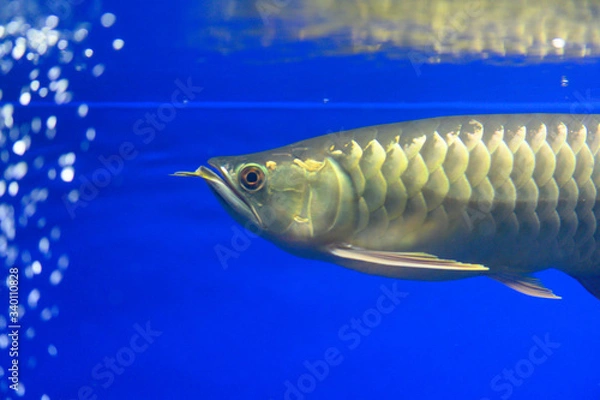 Obraz アロワナ・紅尾金龍・（Red Tail Golden Arowana ）（アクアリウム）