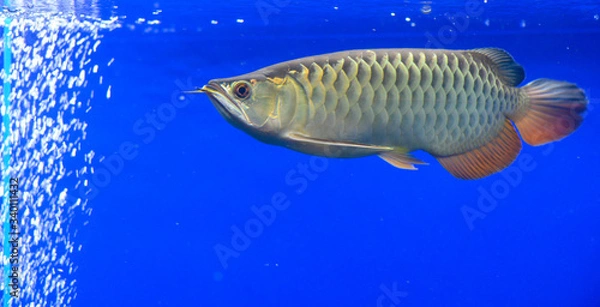 Obraz アロワナ・紅尾金流・幼魚（アクアリウム）