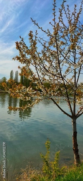 Obraz lake in the forest