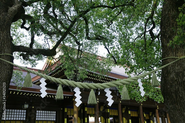 Fototapeta 明治神宮　夫婦楠