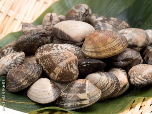 Fototapeta 生のアサリ