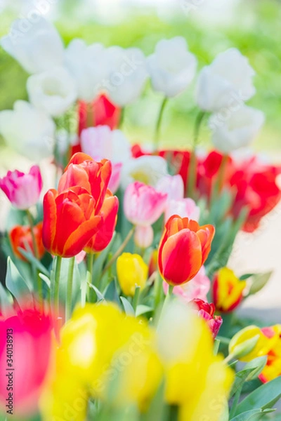 Obraz チューリップ　春の花壇