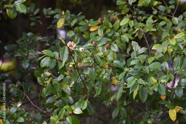 Fototapeta Michelia figo (Banana bush) flowers / Magnoliaceae evergreen shrub.