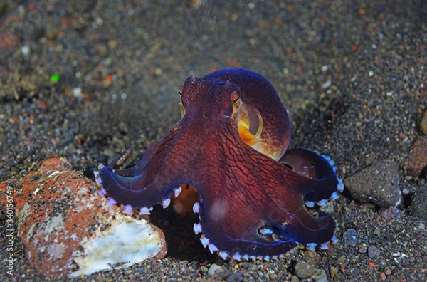 Obraz Coconut octopus be angry.