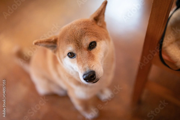 Fototapeta ご飯を待つ柴犬
