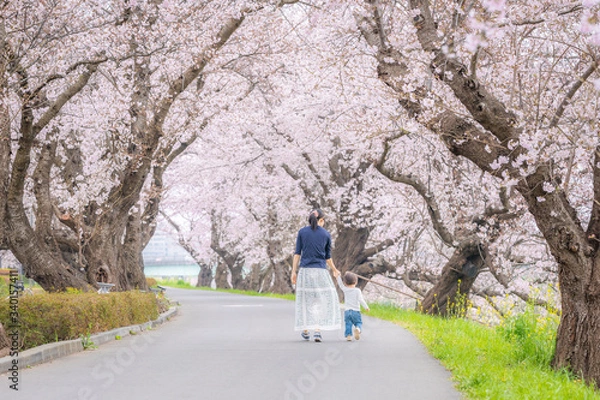 Fototapeta 桜並木を手をつないで散歩する親子