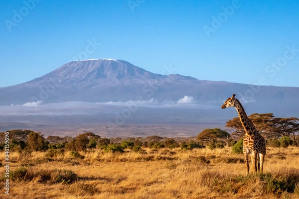 Fototapeta Amboseli3
