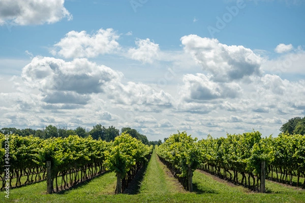 Fototapeta Vineyard