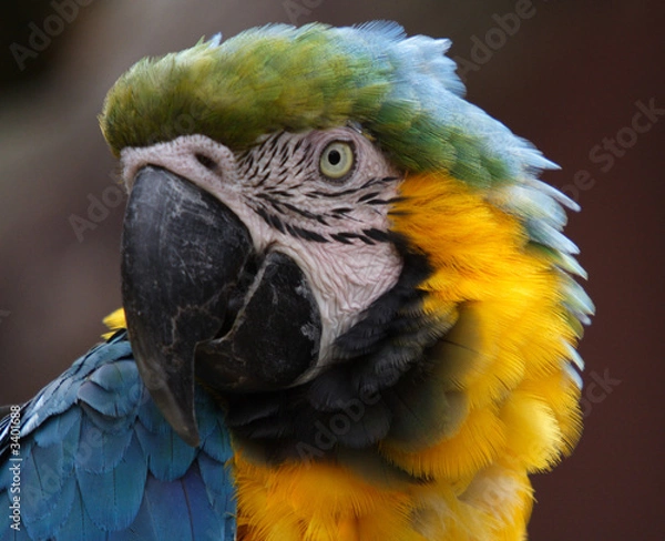 Fototapeta macaw
