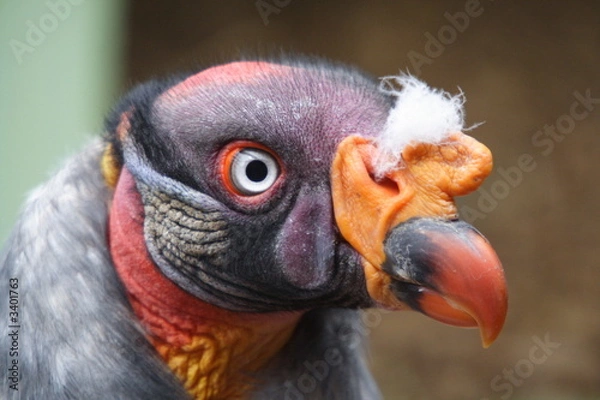 Fototapeta turkey vulture