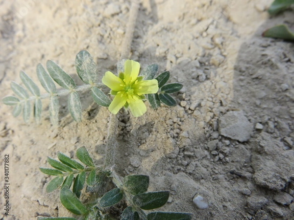 Obraz Fiore selvatico