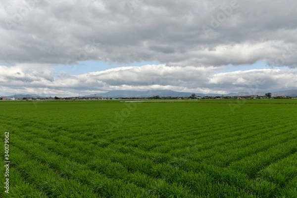 Obraz 春の佐賀平野