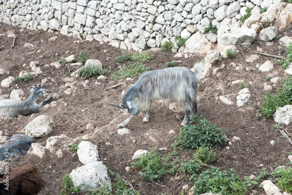 Obraz Goats grazing in Sicily